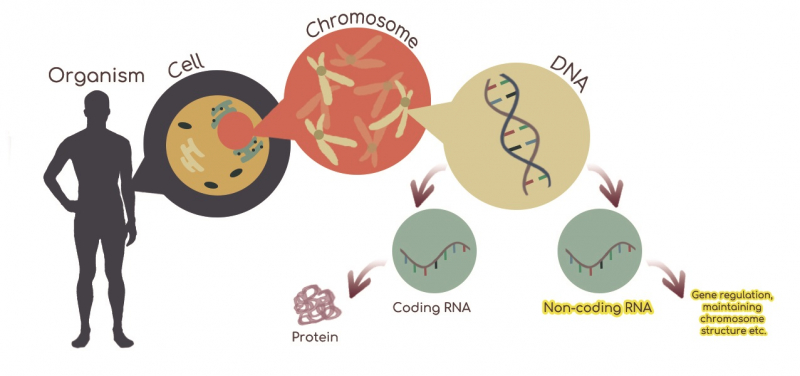 細胞內的兩種RNA: 編碼RNA內的資訊可翻譯成蛋白質; 非編碼RNA負責基因調控和維持染色體結構等細胞機制。圖片提供: 劉婕鎣。